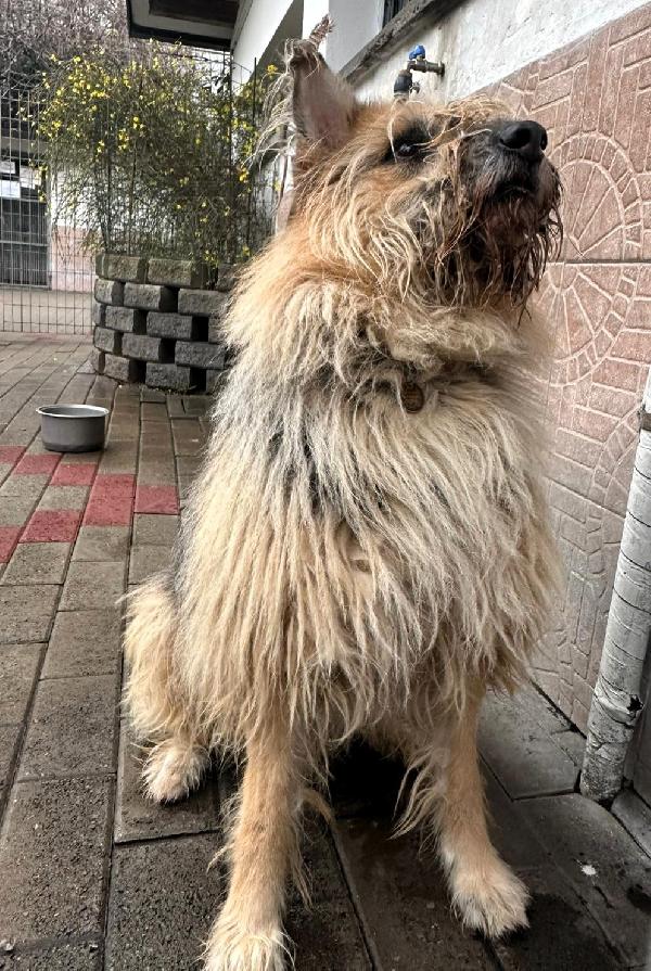 SPANK PASTORE DI BRIE Foto 2